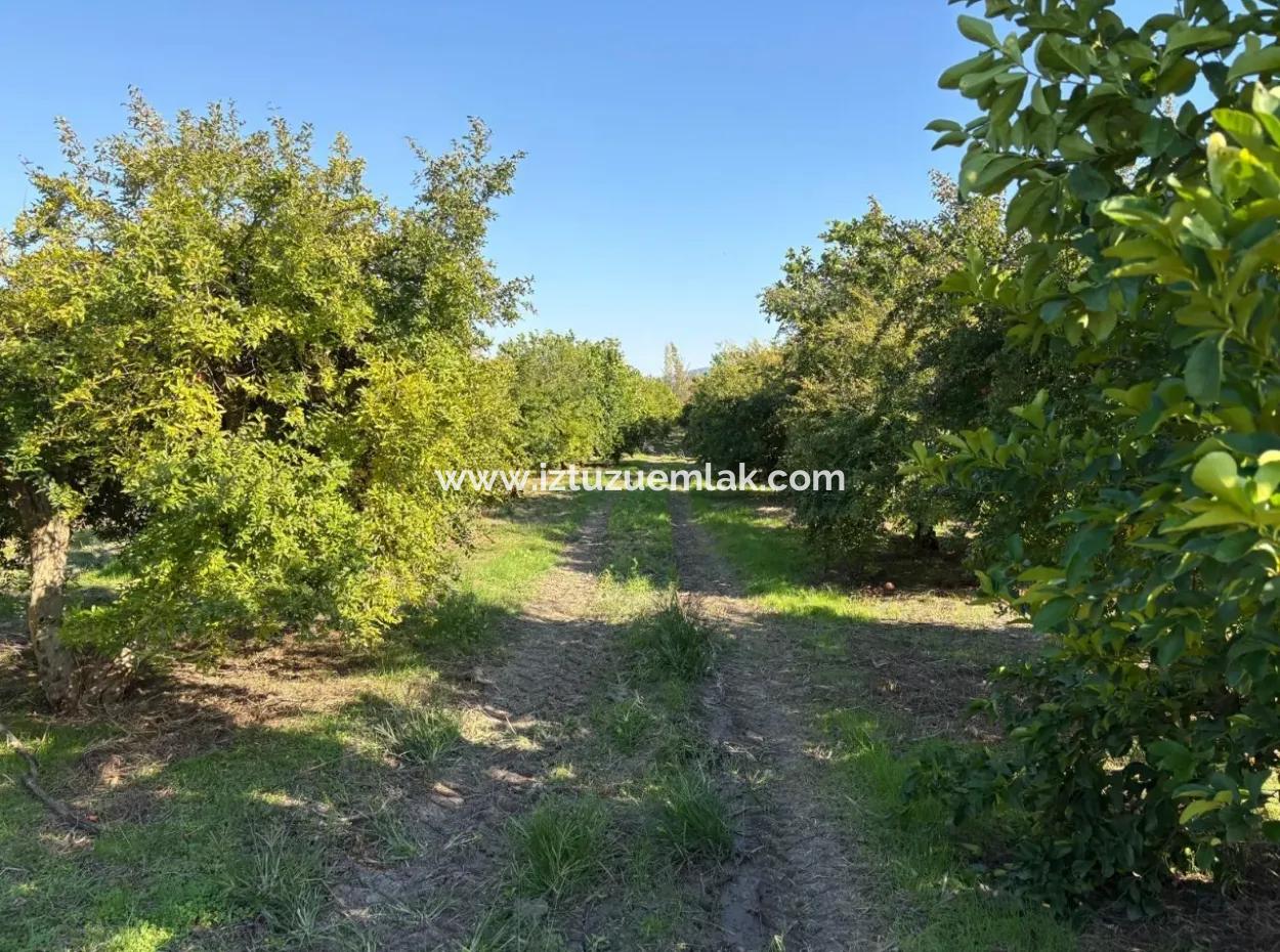 6150M2 Lemon And Pomegranate Garden Is For Sale In Eskiköy