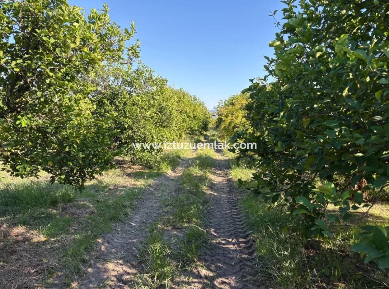 6150M2 Lemon And Pomegranate Garden For Sale In Eskiköy
