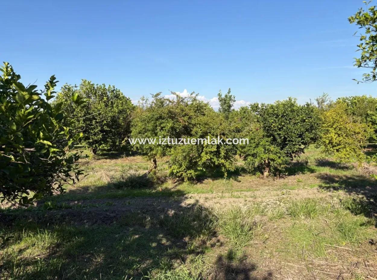 6150M2 Lemon And Pomegranate Garden For Sale In Eskiköy