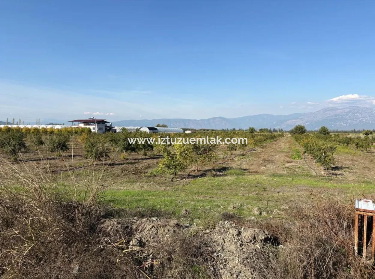 21500M2 Pomegranate Orchard For Sale In Eskiköy