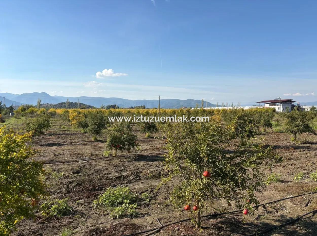 21500M2 Pomegranate Orchard For Sale In Eskiköy