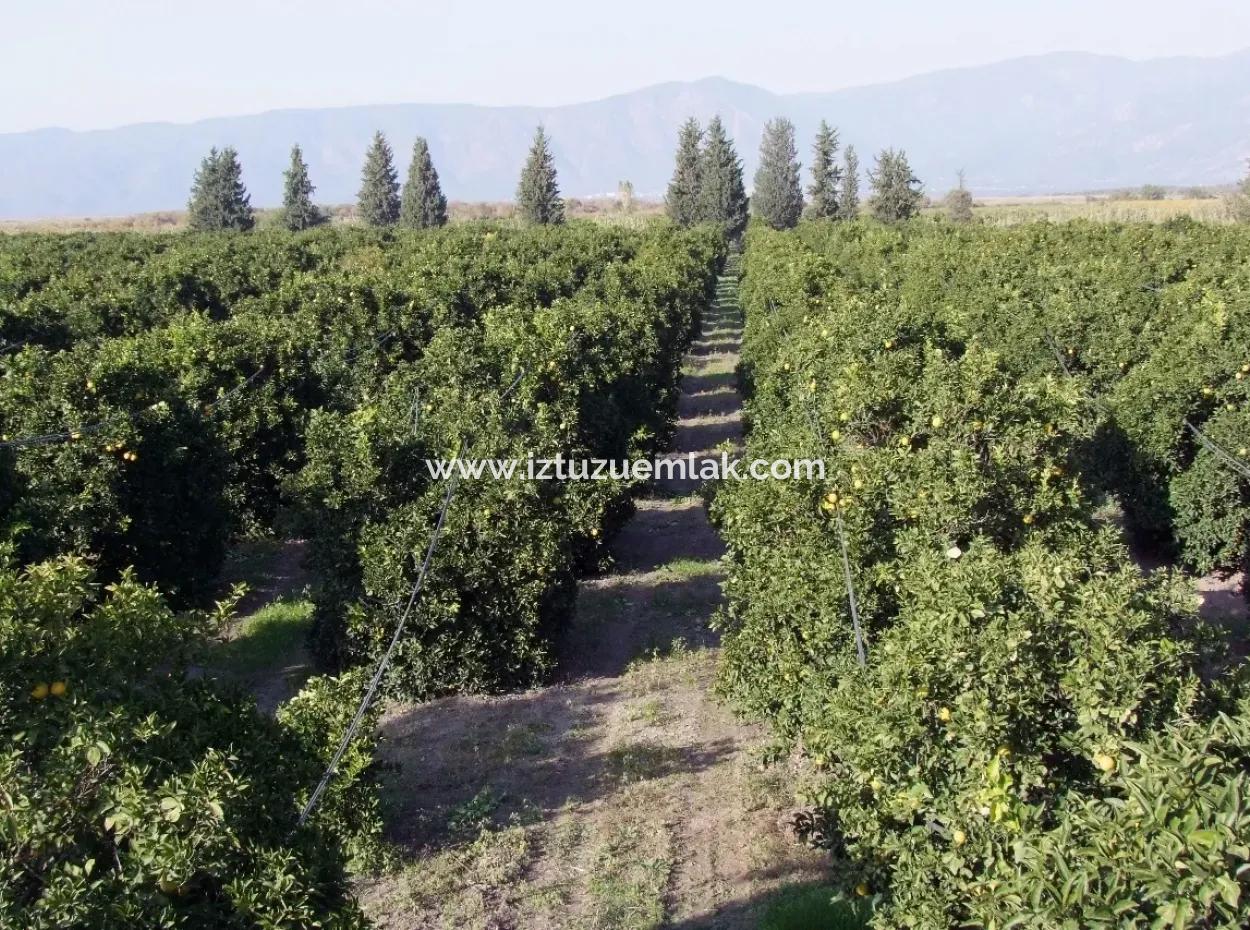 Garden For Sale In Oriya Tepearasi Between The Peak 65,000M2 Orange Garden For Sale