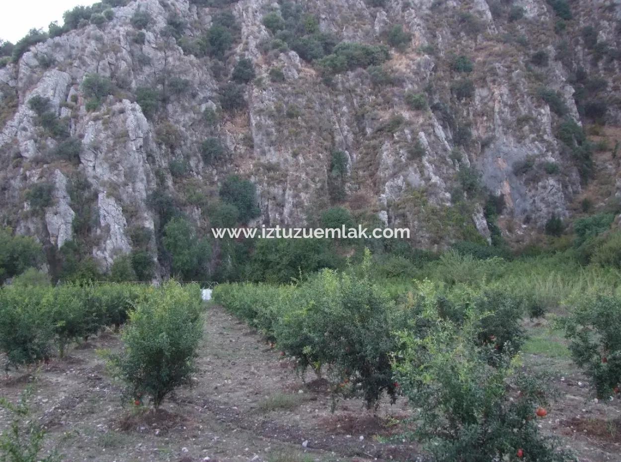 Plot For Sale In Pomegranate Garden For Sale In Oriya Mergenli Mergenli