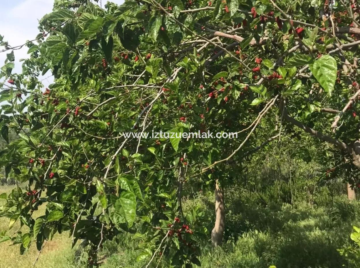 Land For Sale In Seydikemer Korubuku 76000M2