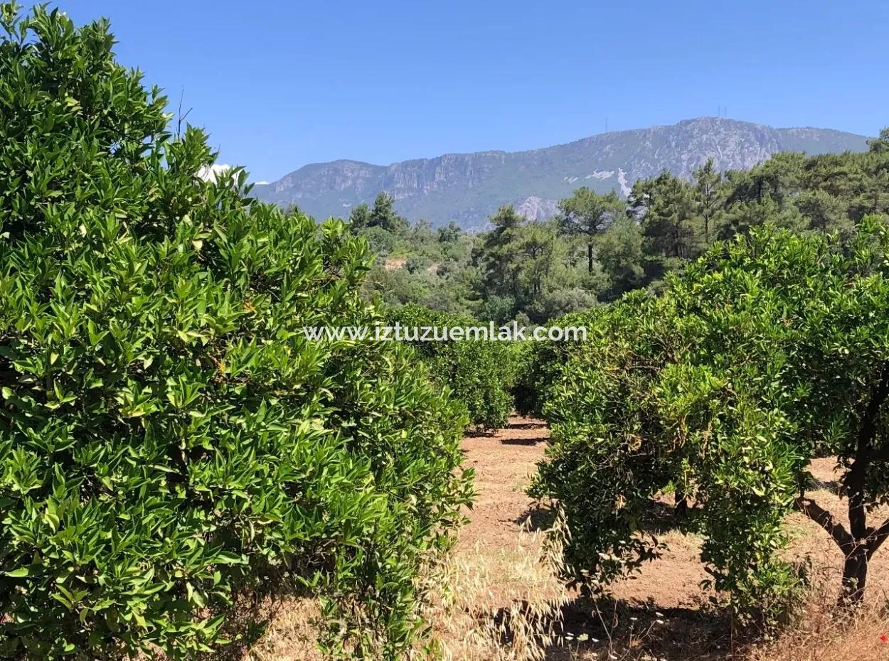 Garden For Sale In Gokce Akyaka, Near The Sea, A 38,000M2 Plot For Sale
