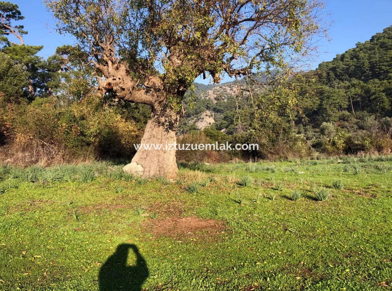 Ekincik Land For Sale 10,038M2 Land For Sale Field