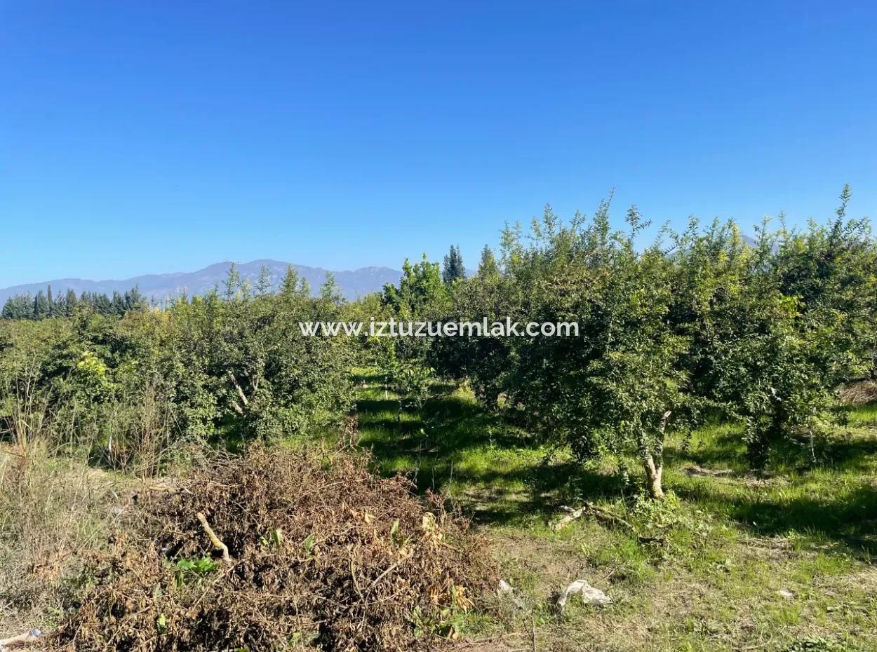 2223M2 Fields For Sale In Dalyan