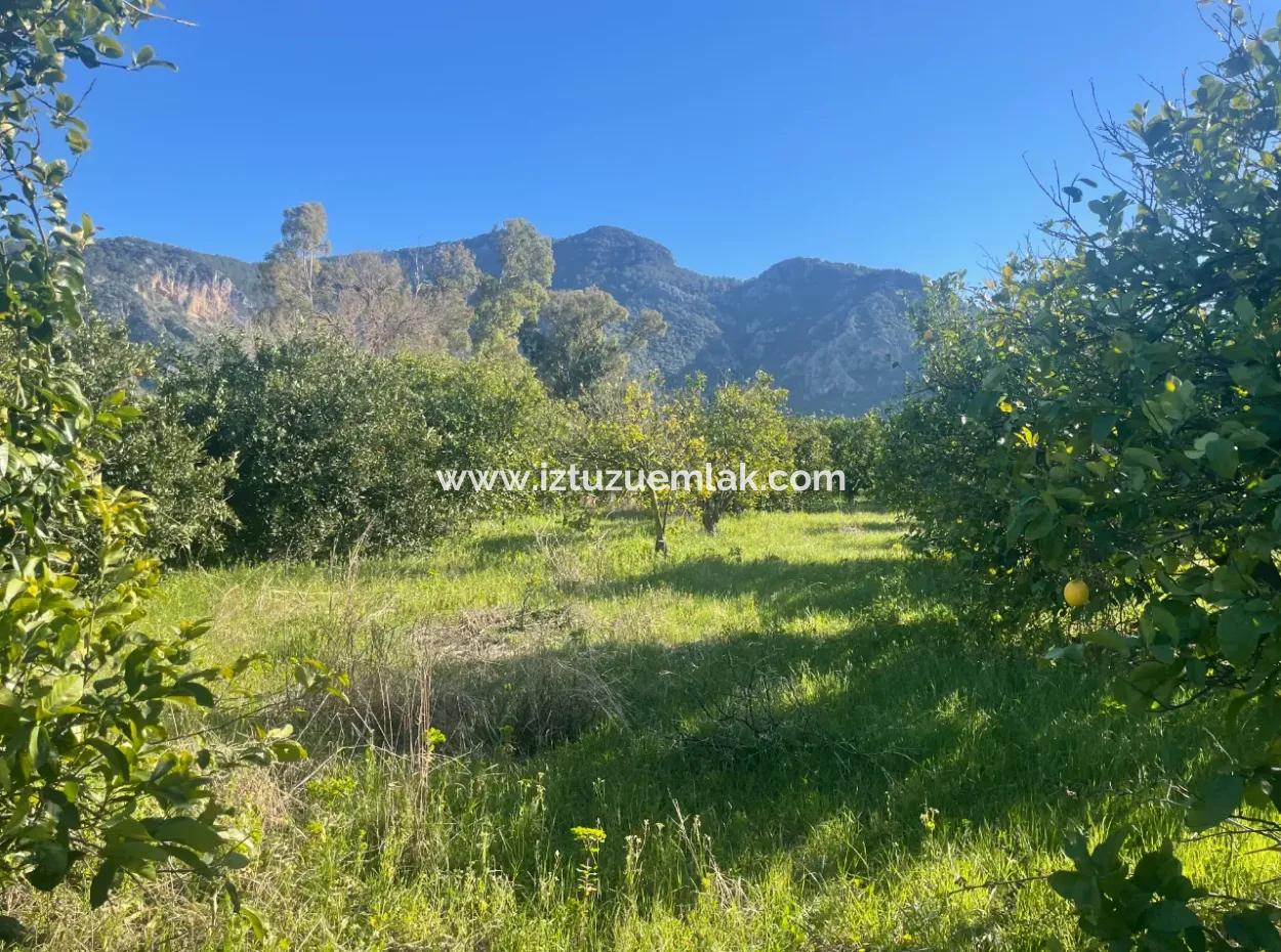 Dalyan Land For Sale 5227M2 Land For Sale