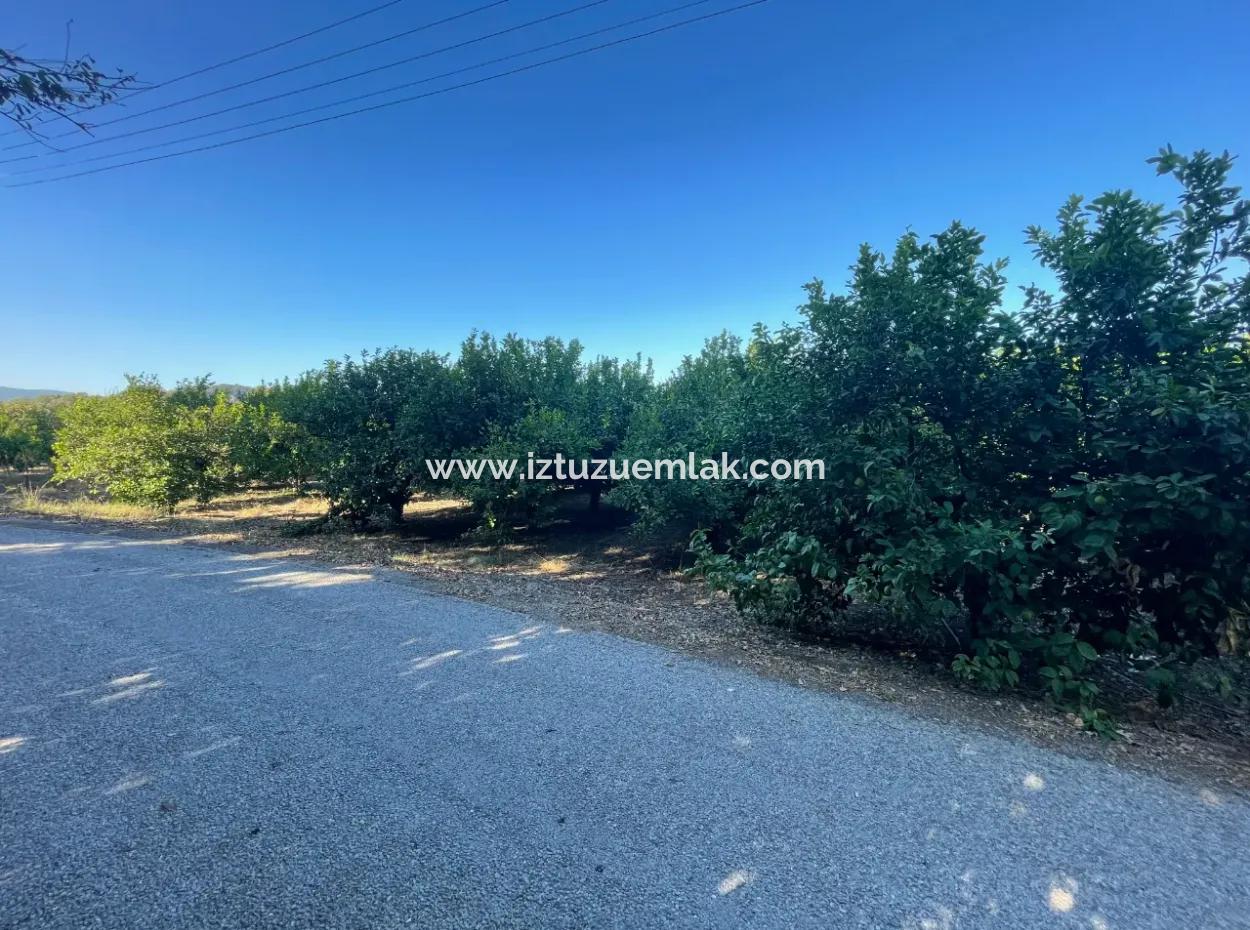 2D Lemon Orchard For Sale In Marmarli, Dalyan