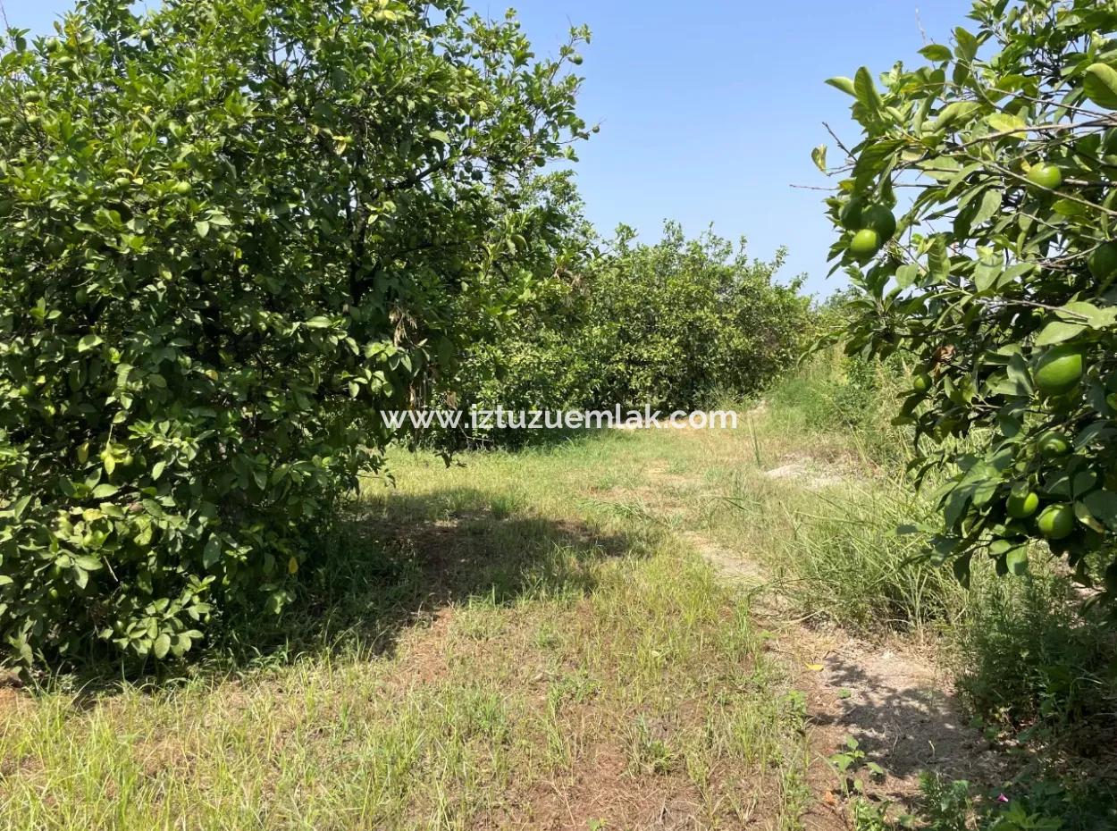 10.000M2 Land For Sale In The Village Built-Up Area In Okçular