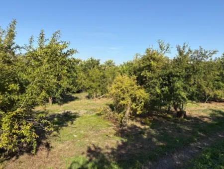 6150M2 Lemon And Pomegranate Garden Is For Sale In Eskiköy