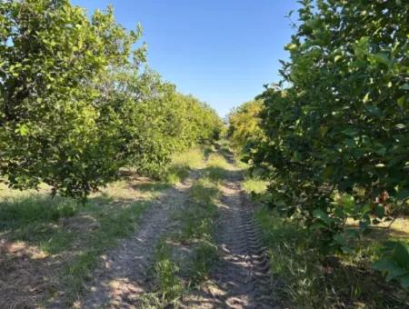 6150M2 Lemon And Pomegranate Garden Is For Sale In Eskiköy