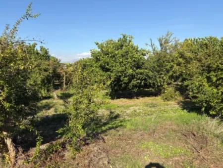 6150M2 Lemon And Pomegranate Garden Is For Sale In Eskiköy