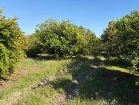 6150M2 Lemon And Pomegranate Garden Is For Sale In Eskiköy