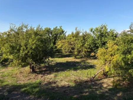 6150M2 Lemon And Pomegranate Garden Is For Sale In Eskiköy