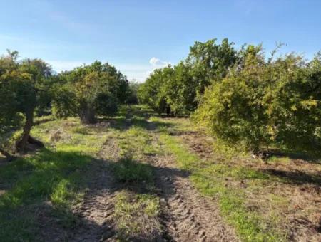 6150M2 Lemon And Pomegranate Garden Is For Sale In Eskiköy