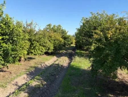 6150M2 Lemon And Pomegranate Garden Is For Sale In Eskiköy