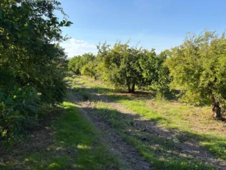 6150M2 Lemon And Pomegranate Garden Is For Sale In Eskiköy