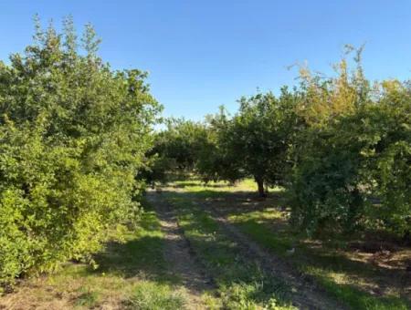6150M2 Lemon And Pomegranate Garden Is For Sale In Eskiköy