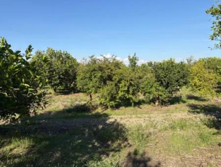 6150M2 Lemon And Pomegranate Garden Is For Sale In Eskiköy