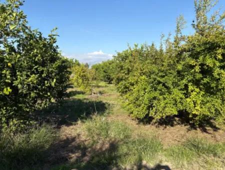 6150M2 Lemon And Pomegranate Garden Is For Sale In Eskiköy