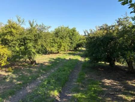 6150M2 Lemon And Pomegranate Garden Is For Sale In Eskiköy