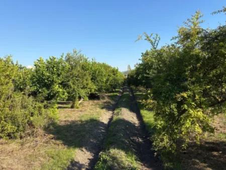 6150M2 Lemon And Pomegranate Garden Is For Sale In Eskiköy
