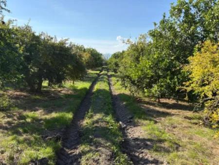 6150M2 Lemon And Pomegranate Garden Is For Sale In Eskiköy