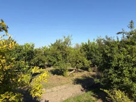 6150M2 Lemon And Pomegranate Garden Is For Sale In Eskiköy