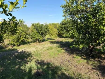 6150M2 Lemon And Pomegranate Garden Is For Sale In Eskiköy