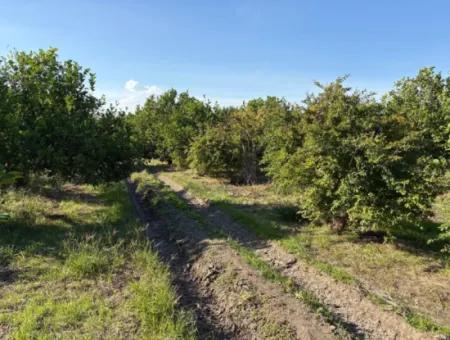 6150M2 Lemon And Pomegranate Garden Is For Sale In Eskiköy