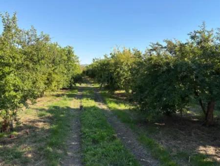 6150M2 Lemon And Pomegranate Garden Is For Sale In Eskiköy