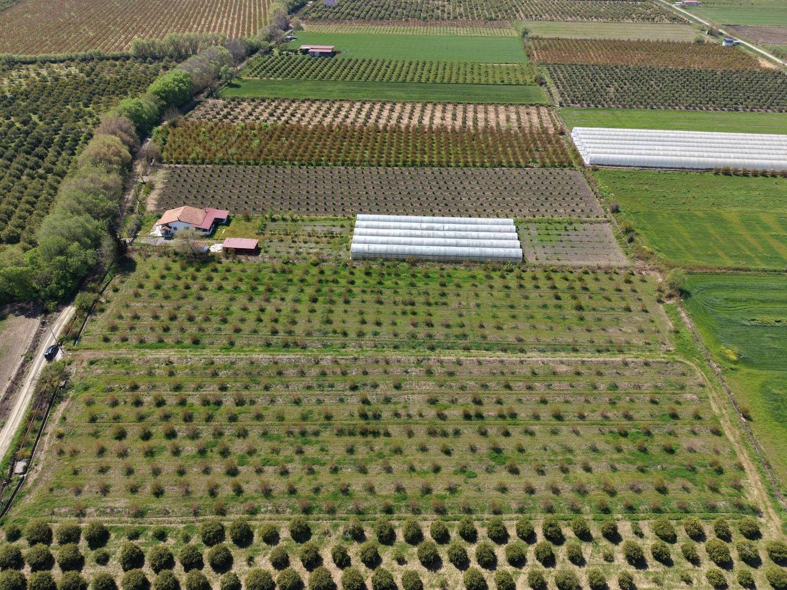 Гранатовый Сад Площадью 16 000 М² Продается В Эскикёе.