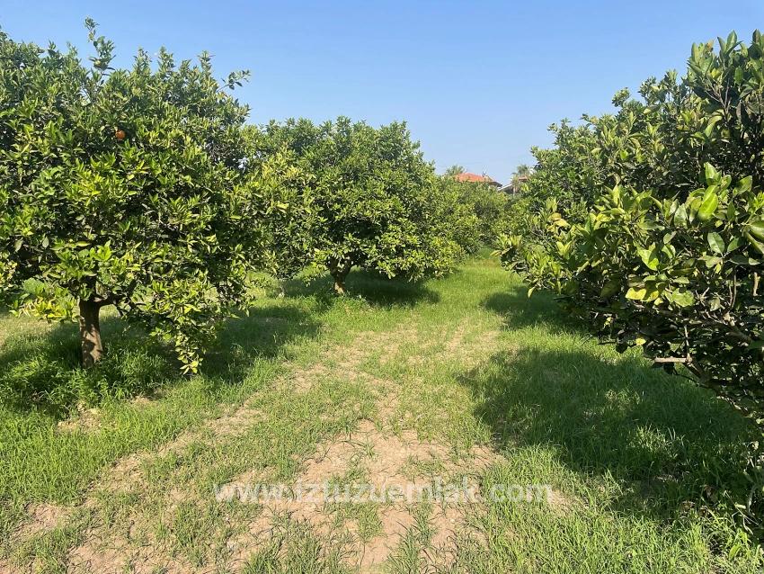Земля 722м2 На Продажу В Дальян Гюльпынар