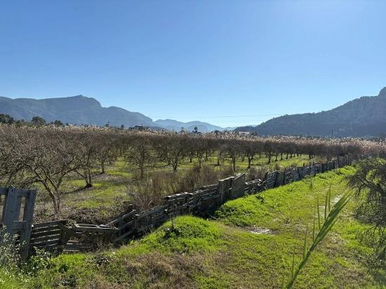 Продается Земельный Участок Площадью 5985 М2 В Дальяне, Зонированный Под Виноградник/фруктовый Сад С 5% Площади.
