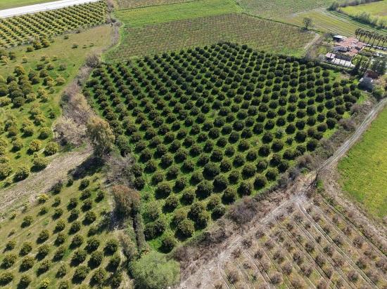 Виноградник Бахче Площадью 17.550 М2 На Продажу Недалеко От Центра Дальяна