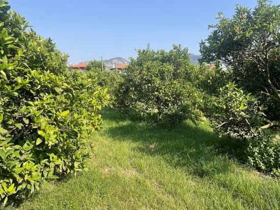 Земля 722м2 На Продажу В Дальян Гюльпынар