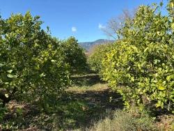 Для продажи Поле в Dalyan Ortaca - Под Поле застройку - 16.500 m²