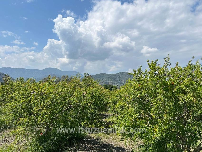 Dalyan Maraş Mevkiinden 5,100m2 %5 Konut İmarlı Satılık Arsa