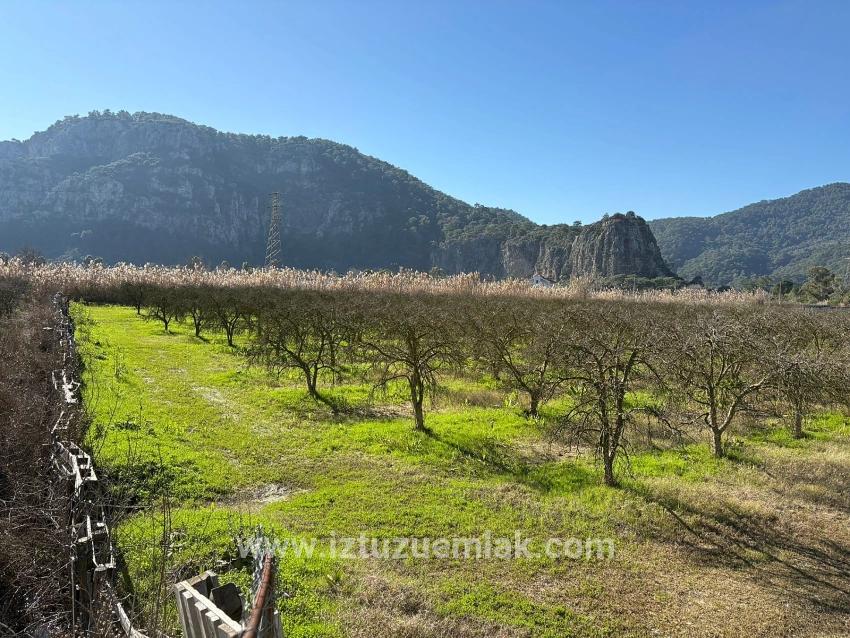 Dalyan'da Bağ Bahçe Olarak 5985m2 %5 İmarlı Satılık Arsa