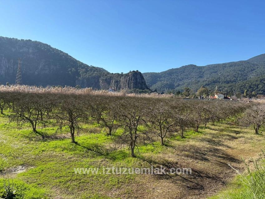 Dalyan'da Bağ Bahçe Olarak 5985m2 %5 İmarlı Satılık Arsa