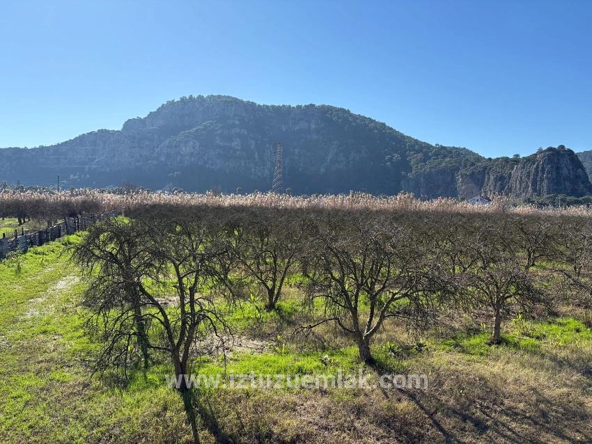 Dalyan'da Bağ Bahçe Olarak 5985m2 %5 İmarlı Satılık Arsa