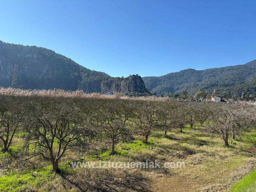 Dalyan'da Bağ Bahçe Olarak 5985m2 %5 İmarlı Satılık Arsa