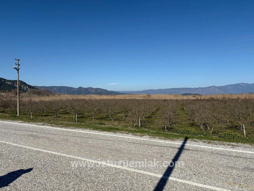 Dalyan'da Bağ Bahçe Olarak 5985m2 %5 İmarlı Satılık Arsa