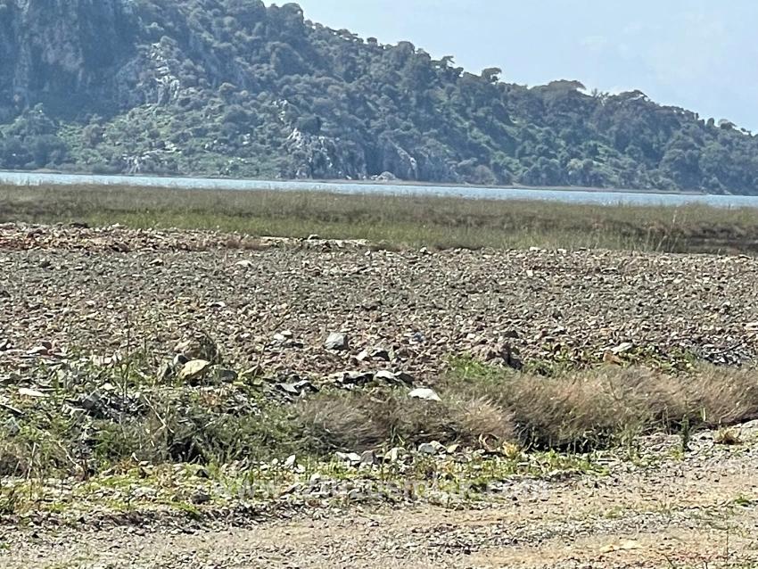 Dalyan İztuzu Plaj Yoluna Sıfır 19.600m2 Satılık Tarla