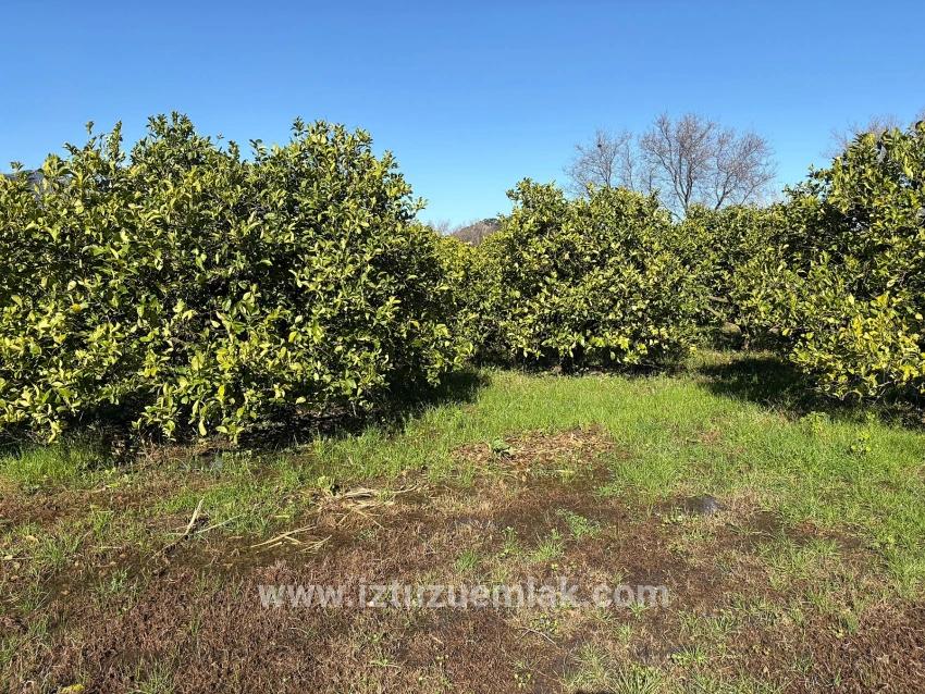Dalyan'da 16.500m2 Satılık Limon Bahçesi