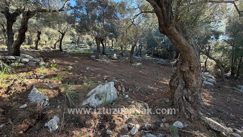 Köyceğiz Çandır Mah. Satılık Tarla - Konut İmar Durumlu - 5.715 m²