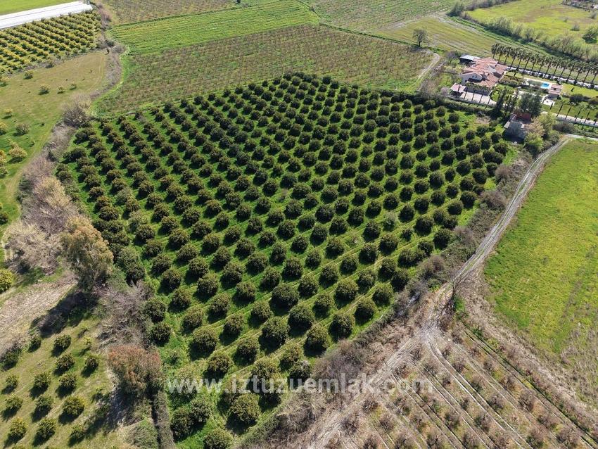 Dalyan Merkeze Yakın 17.550m2 Satılık Bağ-bahçe