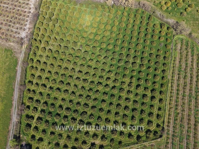 Dalyan Merkeze Yakın 17.550m2 Satılık Bağ-bahçe