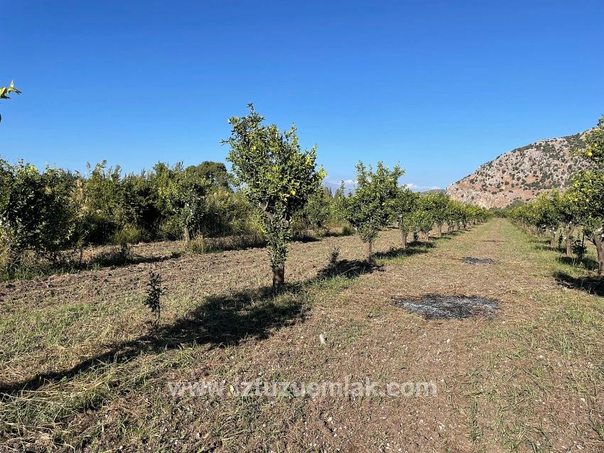 Dalyan'da Merkeze Yakın 6600m2 Satılık Tarla